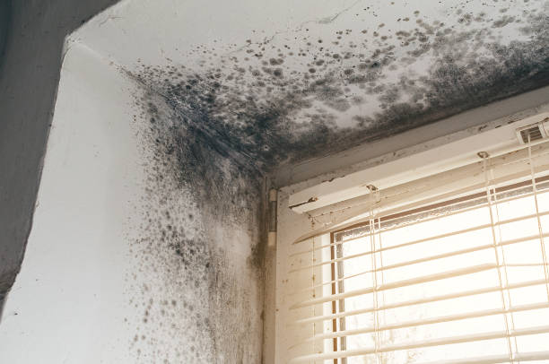 Trusted Attic Mold Removal service in Dysart, PA - Cheap Mold Removal