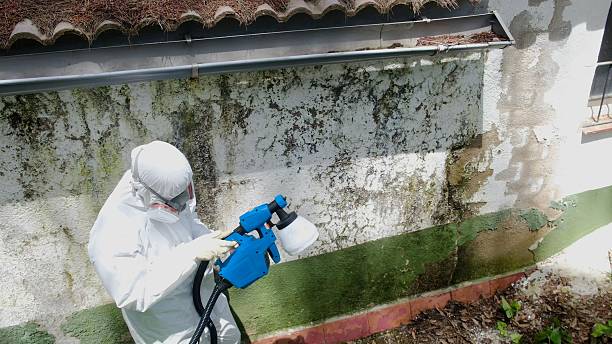 Top rated local Mold Remediation specialists in Dysart, PA